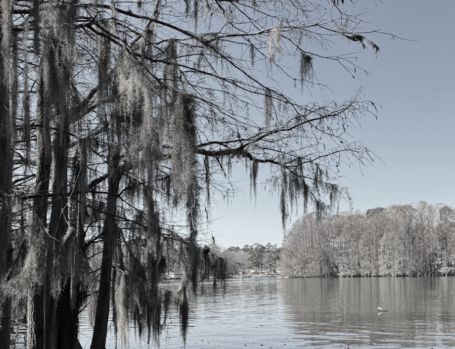 Cypress Gardens