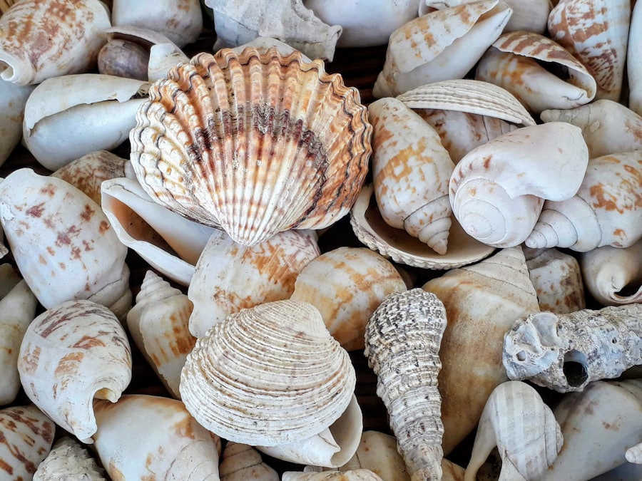 Hunt Shark Teeth & Shells